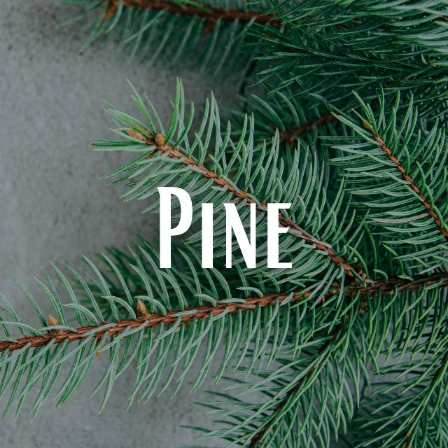 Pine Scent Refill