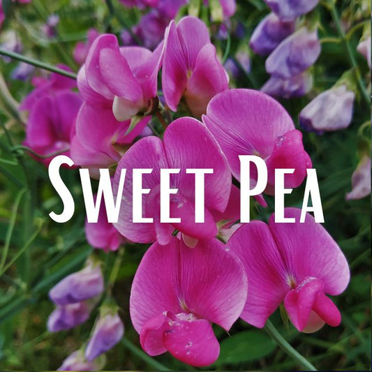 Sweet Pea Scent Refill