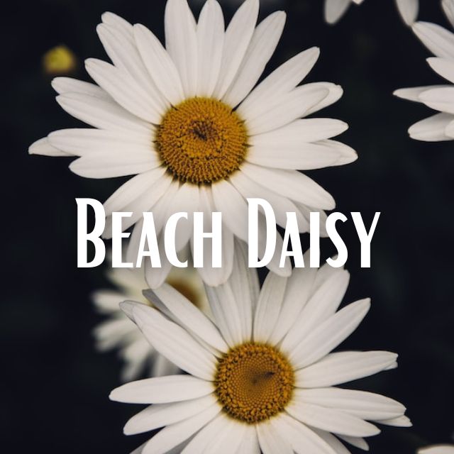Beach Daisy Scent Refill