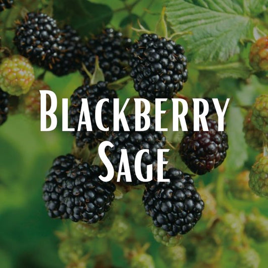 Blackberry Sage Scent Refill