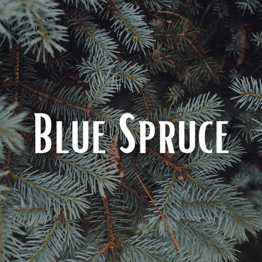 Blue Spruce Scent Refill