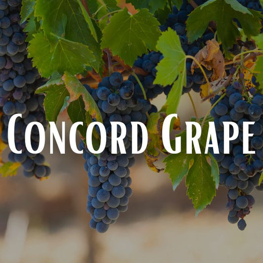 Concord Grape Scent Refill