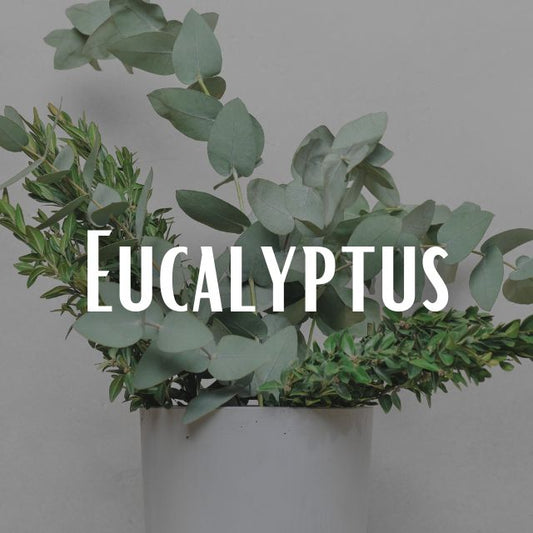 Eucalyptus Scent Refill