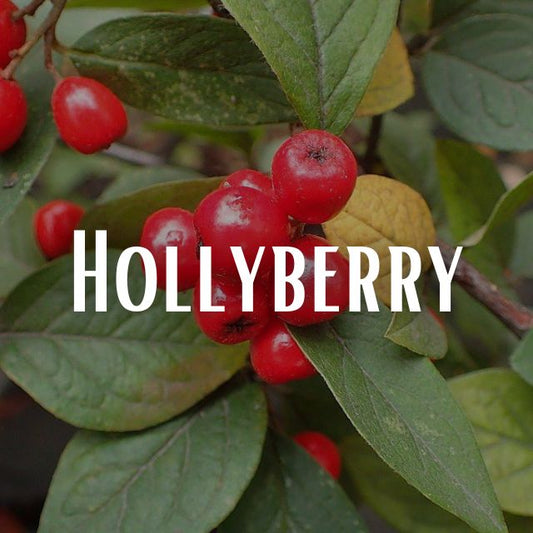 Hollyberry Scent Refill