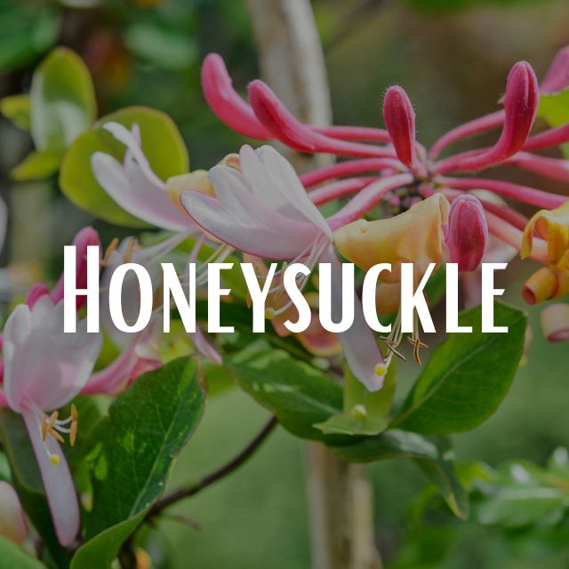 Honeysuckle Scent Refill
