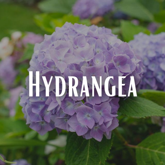 Hydrangea Scent Refill