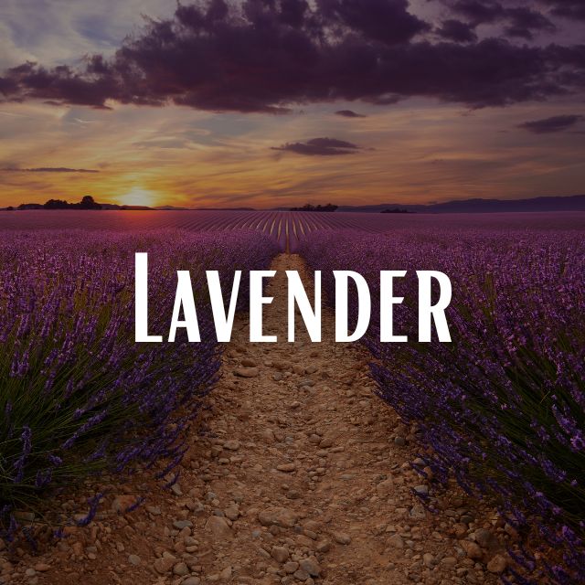 Lavender Scent Refill