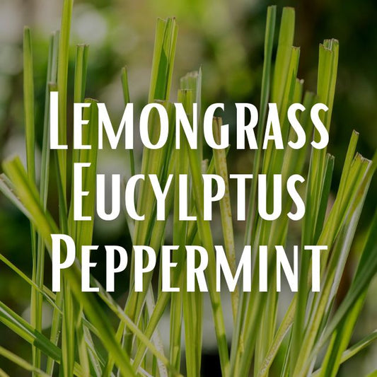 Lemongrass Eucylptus Peppermint Scent Refill